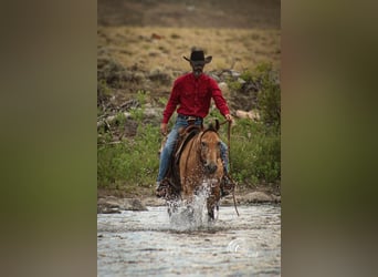 American Quarter Horse, Gelding, 7 years, 14,2 hh, Buckskin