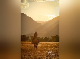 American Quarter Horse, Gelding, 7 years, 14,2 hh, Buckskin