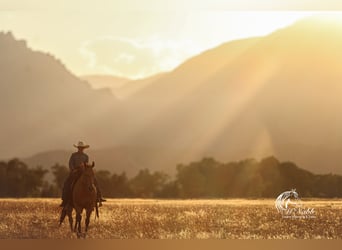 American Quarter Horse, Gelding, 7 years, 14,2 hh, Buckskin
