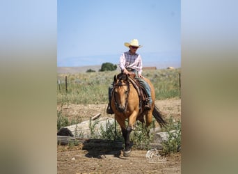 American Quarter Horse, Gelding, 7 years, 14,2 hh, Buckskin