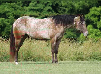 American Quarter Horse, Gelding, 7 years, 14,2 hh, Chestnut