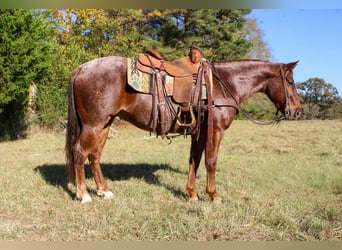 American Quarter Horse, Gelding, 7 years, 14,2 hh, Roan-Red