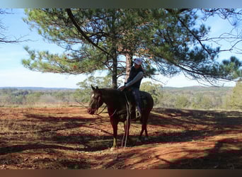American Quarter Horse, Gelding, 7 years, 14,2 hh, Roan-Red