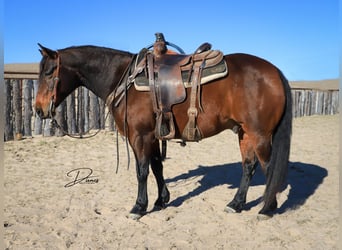 American Quarter Horse, Gelding, 7 years, 14,3 hh, Bay