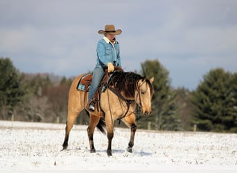 American Quarter Horse, Gelding, 7 years, 14,3 hh, Buckskin
