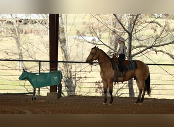 American Quarter Horse, Gelding, 7 years, 14,3 hh, Buckskin