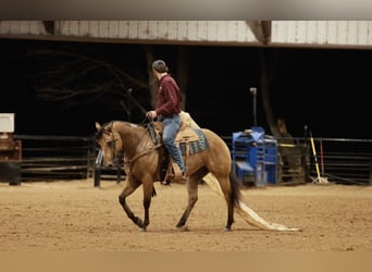 American Quarter Horse, Gelding, 7 years, 14,3 hh, Buckskin