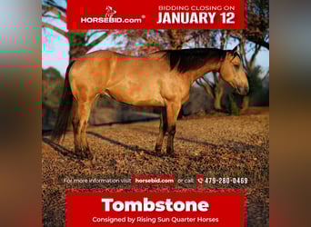 American Quarter Horse, Gelding, 7 years, 14,3 hh, Buckskin