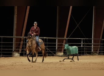American Quarter Horse, Gelding, 7 years, 14,3 hh, Buckskin
