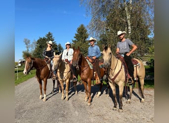 American Quarter Horse, Gelding, 7 years, 14,3 hh, Chestnut-Red