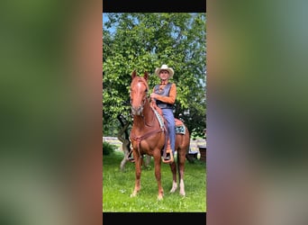 American Quarter Horse, Gelding, 7 years, 14,3 hh, Chestnut-Red