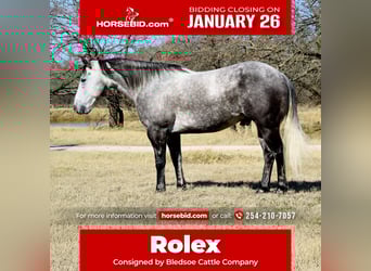 American Quarter Horse, Gelding, 7 years, 14,3 hh, Grey