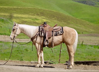 American Quarter Horse, Gelding, 7 years, 14,3 hh, Palomino