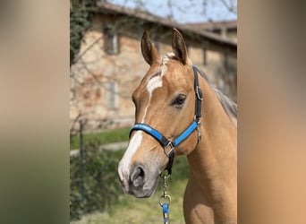 American Quarter Horse, Gelding, 7 years, 14,3 hh, Palomino