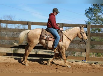 American Quarter Horse, Gelding, 7 years, 14,3 hh, Palomino