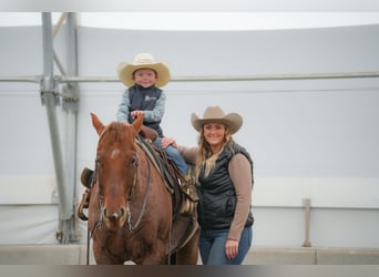 American Quarter Horse, Gelding, 7 years, 14,3 hh, Roan-Red