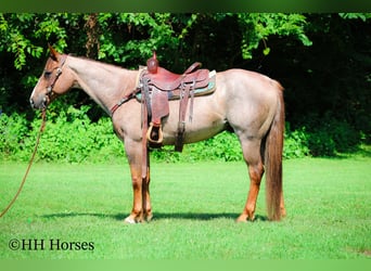 American Quarter Horse, Gelding, 7 years, 14,3 hh, Roan-Red