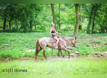 American Quarter Horse, Gelding, 7 years, 14,3 hh, Roan-Red