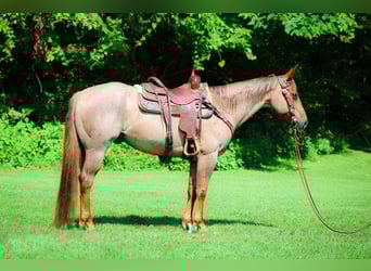 American Quarter Horse, Gelding, 7 years, 14,3 hh, Roan-Red