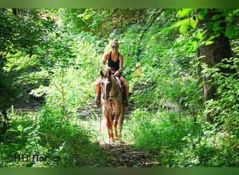 American Quarter Horse, Gelding, 7 years, 14,3 hh, Roan-Red