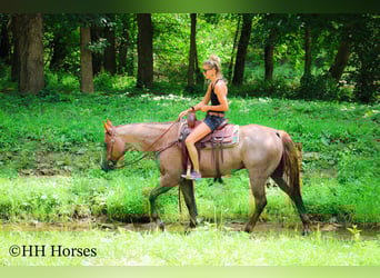 American Quarter Horse, Gelding, 7 years, 14,3 hh, Roan-Red
