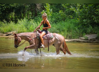 American Quarter Horse, Gelding, 7 years, 14,3 hh, Roan-Red