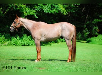 American Quarter Horse, Gelding, 7 years, 14,3 hh, Roan-Red