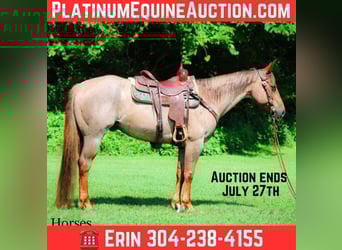 American Quarter Horse, Gelding, 7 years, 14,3 hh, Roan-Red
