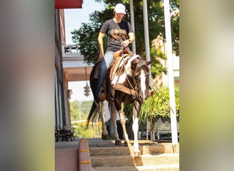 American Quarter Horse, Gelding, 7 years, 14,3 hh, Tobiano-all-colors