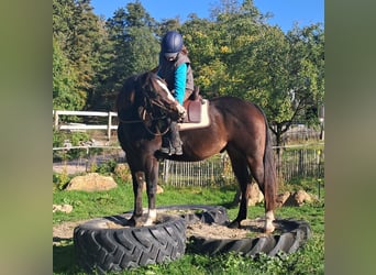American Quarter Horse, Gelding, 7 years, 15.1 hh, Bay-Dark
