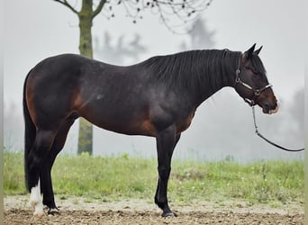 American Quarter Horse, Gelding, 7 years, 15.1 hh, Bay-Dark