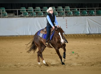 American Quarter Horse, Gelding, 7 years, 15.1 hh, Bay-Dark