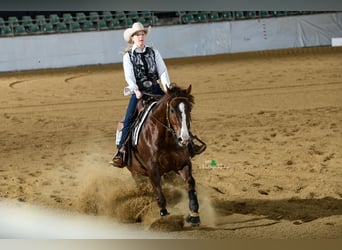 American Quarter Horse, Gelding, 7 years, 15.1 hh, Bay-Dark