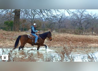 American Quarter Horse, Gelding, 7 years, 15.1 hh, Bay