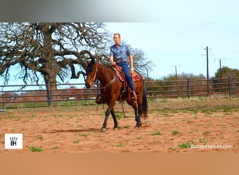 American Quarter Horse, Gelding, 7 years, 15.1 hh, Bay