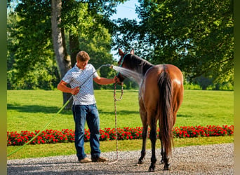 American Quarter Horse, Gelding, 7 years, 15.1 hh, Bay