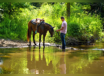 American Quarter Horse, Gelding, 7 years, 15.1 hh, Bay