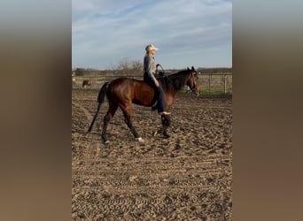 American Quarter Horse, Gelding, 7 years, 15,1 hh, Bay