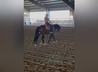 American Quarter Horse, Gelding, 7 years, 15.1 hh, Bay
