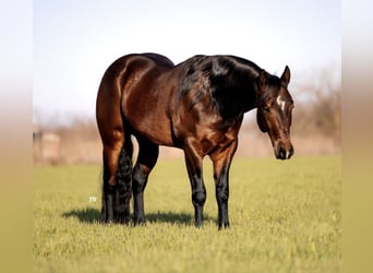 American Quarter Horse, Gelding, 7 years, 15.1 hh, Bay