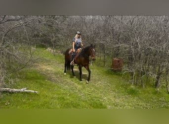 American Quarter Horse, Gelding, 7 years, 15.1 hh, Bay