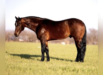American Quarter Horse, Gelding, 7 years, 15.1 hh, Bay