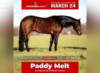 American Quarter Horse, Gelding, 7 years, 15.1 hh, Bay