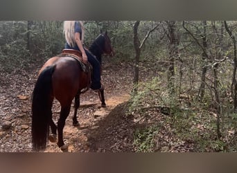 American Quarter Horse, Gelding, 7 years, 15.1 hh, Bay