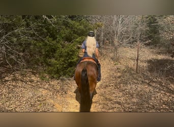 American Quarter Horse, Gelding, 7 years, 15.1 hh, Bay