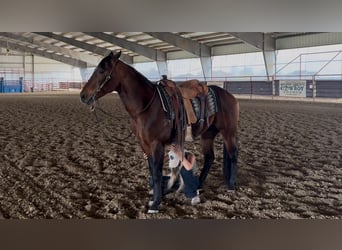 American Quarter Horse, Gelding, 7 years, 15.1 hh, Bay