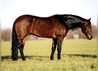 American Quarter Horse, Gelding, 7 years, 15.1 hh, Bay