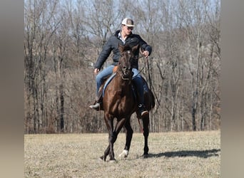 American Quarter Horse, Gelding, 7 years, 15.1 hh, Black