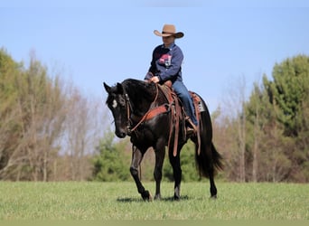American Quarter Horse, Gelding, 7 years, 15.1 hh, Black