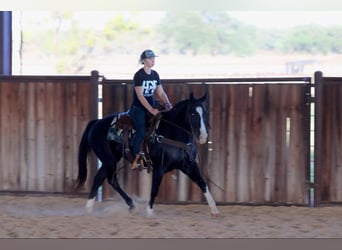 American Quarter Horse, Gelding, 7 years, 15,1 hh, Black